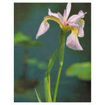 Southern blue flag iris flyers