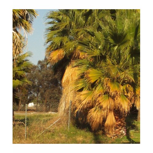 Southern California Palm Trees by Julia Hanna zazzle_shirt