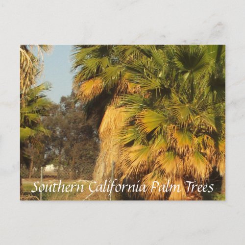 Southern California Palm Trees Postcard zazzle_postcard