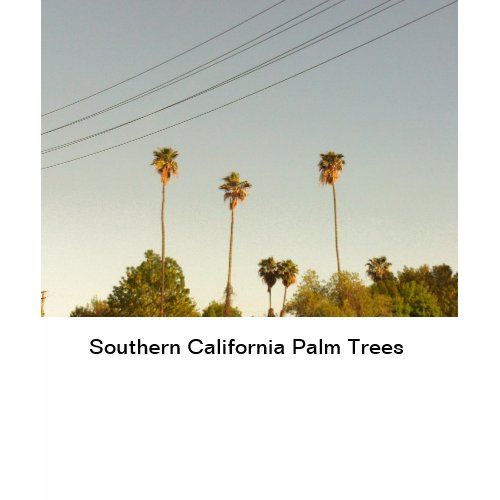 Southern California Palm Trees zazzle_shirt
