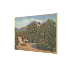 Southern California - Picking Oranges Gallery Wrap Canvas