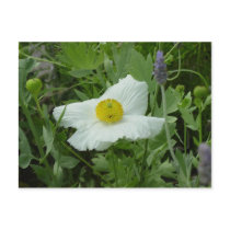 Southern California Poppy Postcard