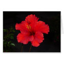 Southern California Red Hibiscus Flower card by MooseAnne Southern California Red Hibiscus Flower card