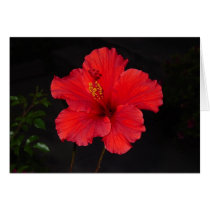 Southern California Red Hibiscus Flower card