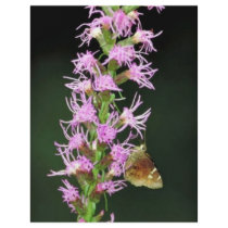 Southern cludywing skipper custom flyer
