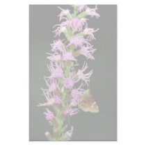 Southern cludywing skipper stationery by animalpark Southern cludywing skipper stationery
