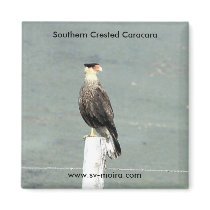 Southern Crested Caracara Refrigerator Magnets