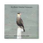 Southern Crested Caracara magnets