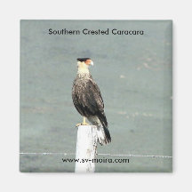 Southern Crested Caracara Refrigerator Magnets