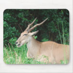 Southern Eland Habitat  Mouse Pad