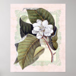 Southern Elegance Vintage Botanical Magnolia Poster