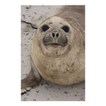 Southern Elephant Seal Mirounga leonina) Photo
