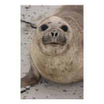 Southern Elephant Seal Mirounga leonina)
