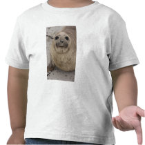 Southern Elephant Seal Mirounga leonina) Shirt