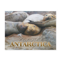 Southern Elephant Seals, Antarctic Peninsula Post Card