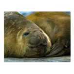 Southern Elephant Seals Post Cards
