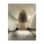 Southern Grace Postcards