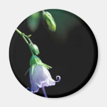 Southern Harebell Refrigerator Magnet