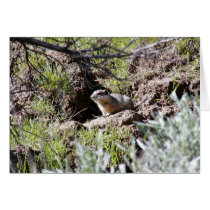 Southern Idaho Ground Squirrel cards by animalpark Southern Idaho Ground Squirrel cards
