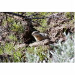 Southern Idaho Ground Squirrel