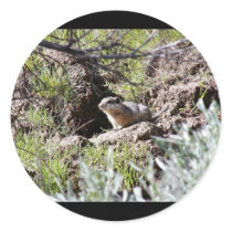 Southern Idaho Ground Squirrel stickers by animalpark Southern Idaho Ground Squirrel stickers