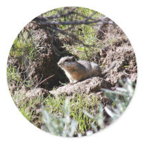 Southern Idaho Ground Squirrel stickers by animalpark Southern Idaho Ground Squirrel stickers