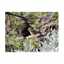 Southern Idaho Ground Squirrel t-shirts by animalpark Southern Idaho Ground Squirrel t-shirts