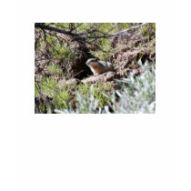 Southern Idaho Ground Squirrel t-shirts by animalpark Southern Idaho Ground Squirrel t-shirts