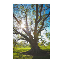 Southern Live Oak Tree Canvas Print