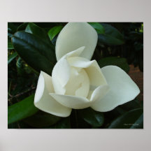 Southern Magnolia 3 Print