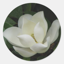 Southern Magnolia Bloom Round Stickers