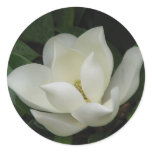 Southern Magnolia Bloom Round Stickers