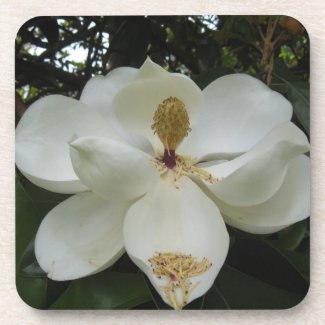 Southern Magnolia Blossom Coaster Set corkcoaster
