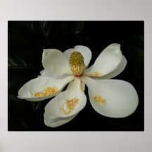 Southern Magnolia Blossom Poster Print