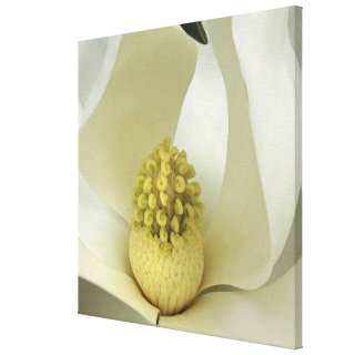 Southern Magnolia Canvas Print from $65