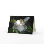 Southern Magnolia