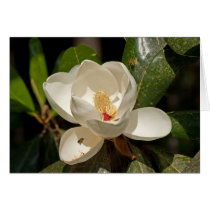 Southern Magnolia Flower Greeting Card