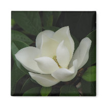 Southern Magnolia magnets