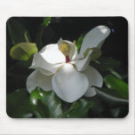 Southern Magnolia