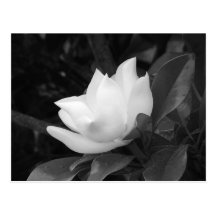 Southern Magnolia Post Cards