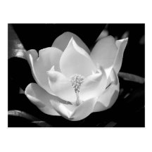 Southern Magnolia Post Cards
