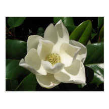 Southern Magnolia Post Cards
