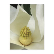 Southern Magnolia Postcard