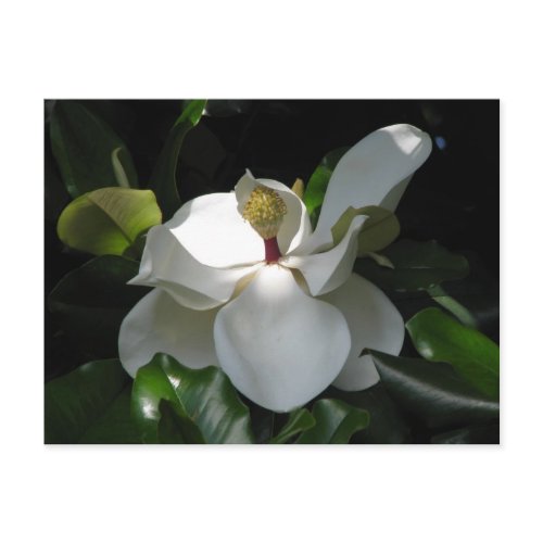 Southern Magnolia postcard