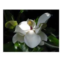 Southern Magnolia Postcard