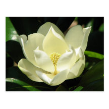 Southern Magnolia Postcards