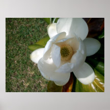 Southern Magnolia Posters