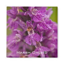 Southern Marsh Orchid Magnet