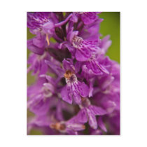 Southern Marsh Orchid Postcard