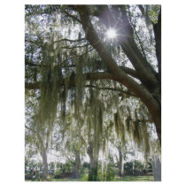 Southern Moss flyers